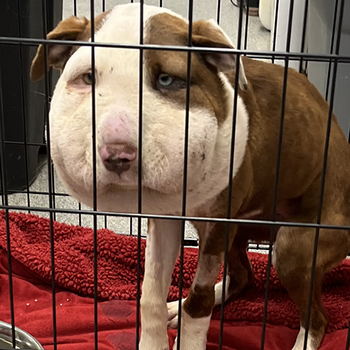 VS-Photograph_20231205_GFL_LA-PNW_FeaturedPet_002_©IbervilleParishAnimalShelter copy